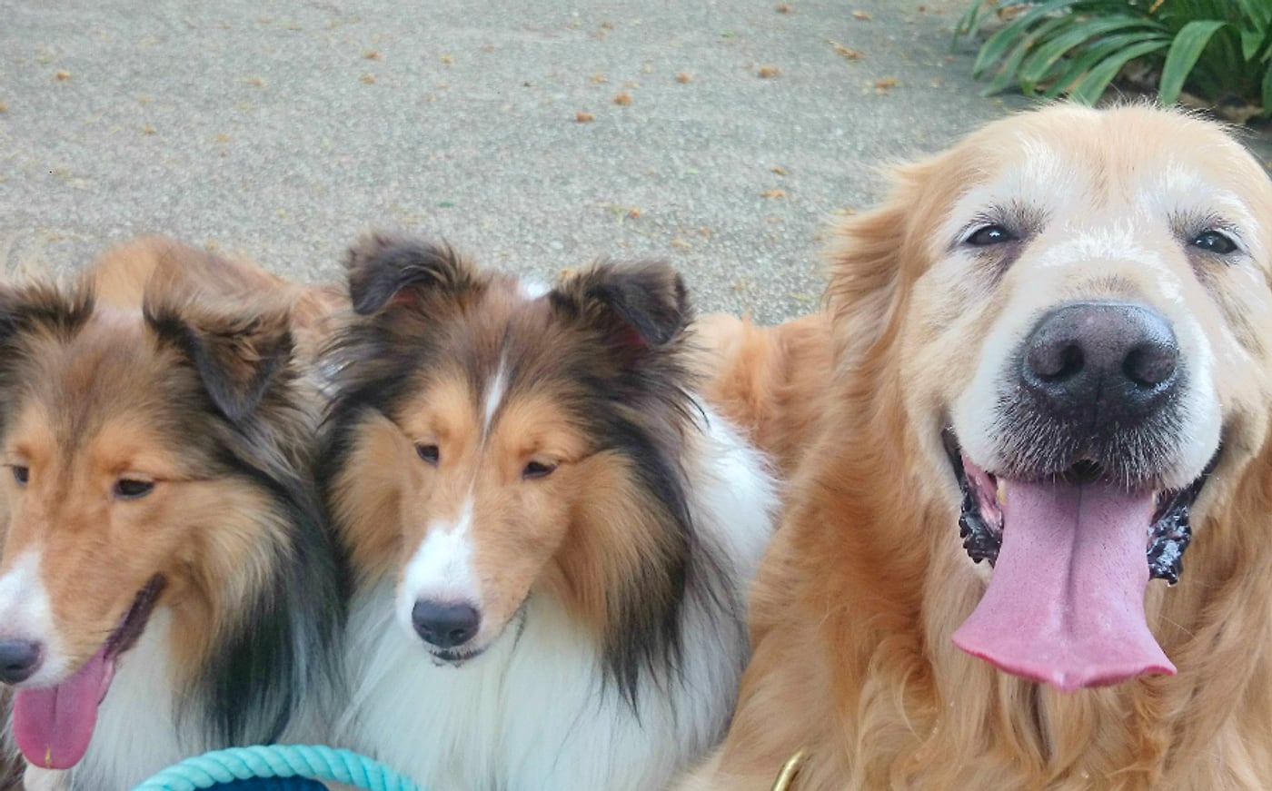Two shetland sheepdogs and a golden retriever on a Wanderlodge walk
